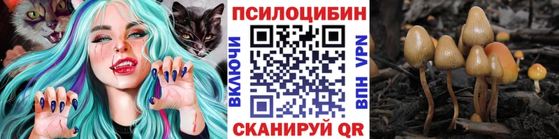 Купить  Аргун  Галлюциногенные грибы Psilocybine cubensis 